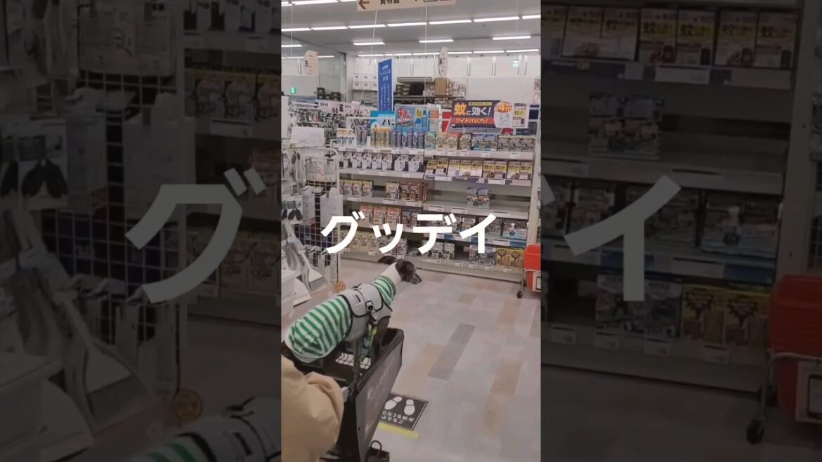 ホームセンター大好き犬芸人🛒グッデイ編🐶ウィペットのカイトおじさん🤗 Whippet Dog KAITO Like Mass Retailer "GooDay" FUKUOKA JAPAN