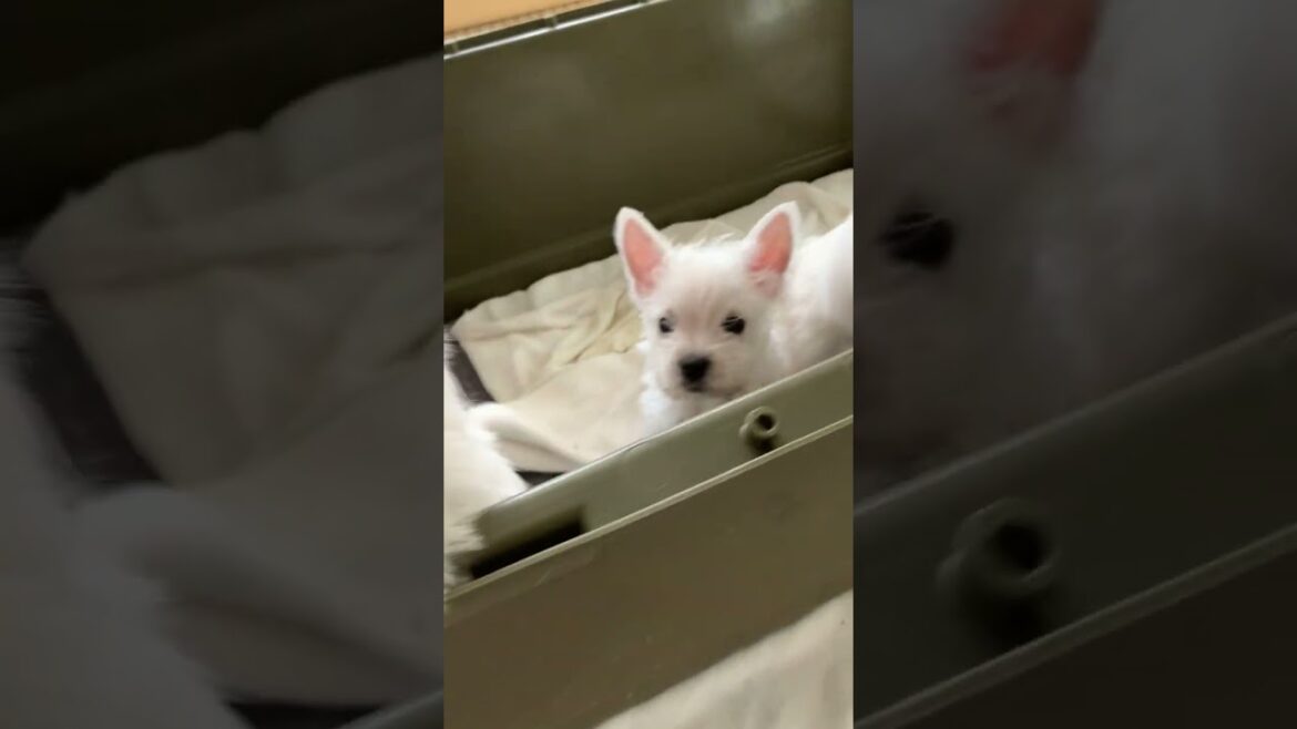 ウエストハイランドホワイトテリア 再掲載でーす。