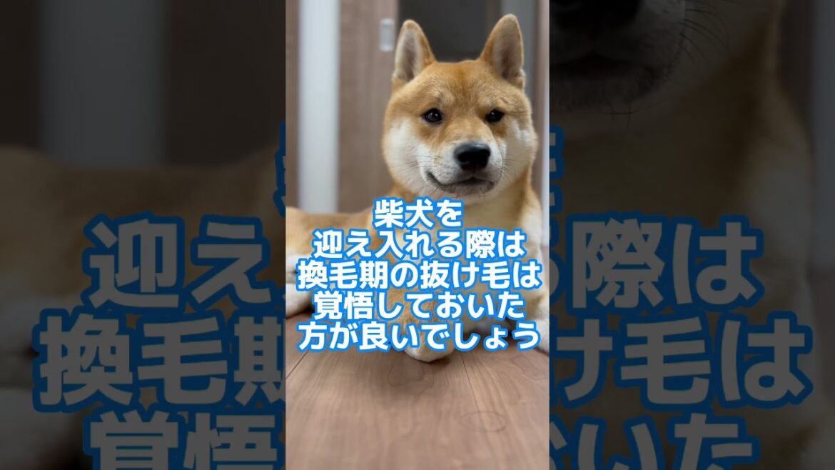 質問きてた！Q.柴犬の換毛期は本当に凄いんですか？
