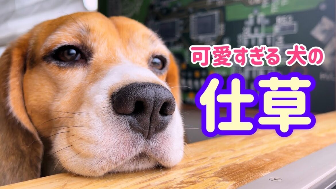 犬の鼻で 天気予報してみる 犬の鼻で 天気予報してみる