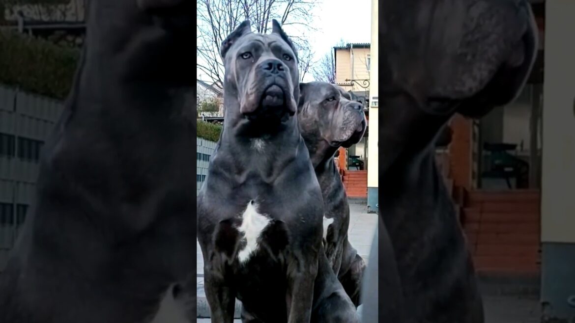 cane corso 🤩 lifestyle | cane corso dogs | #shorts #dog #canecorso