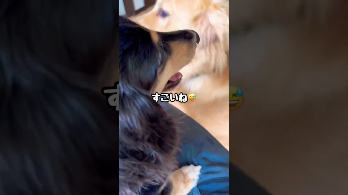 ハッピーにちょっかいをだすボブ
