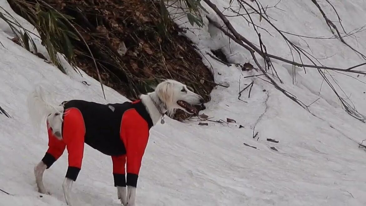 ３サルーキ、３様の雪山トレッキング♪（Saluki）
