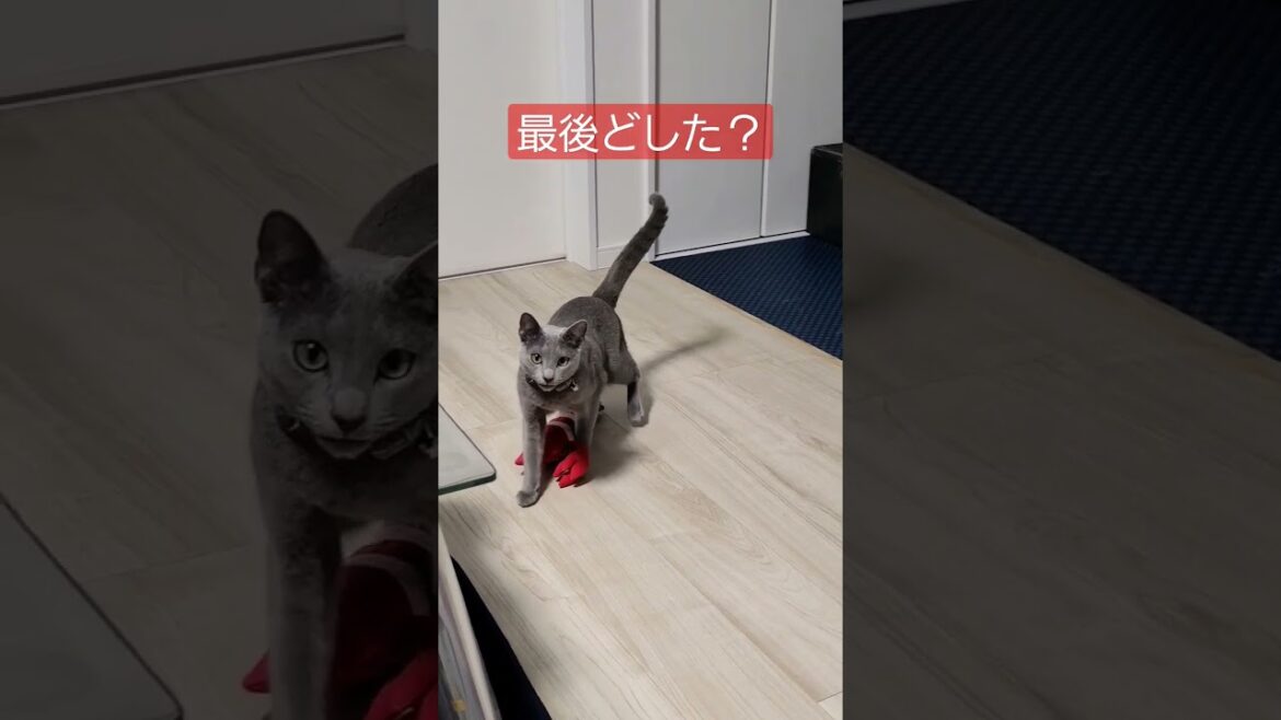 ウルトラソウル！Hey！www 最後どうした？ #猫 #ロシアンブルー #shorts