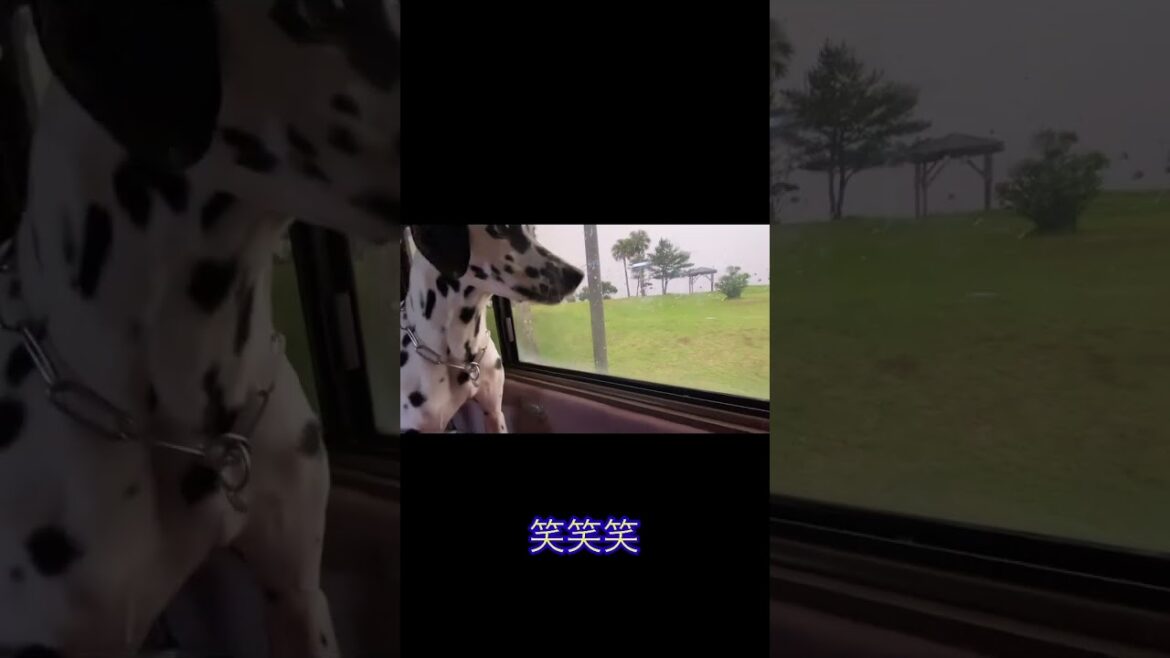虫嫌いの犬がハエを見つけるとこうなる。ダルメシアンのカノアさん