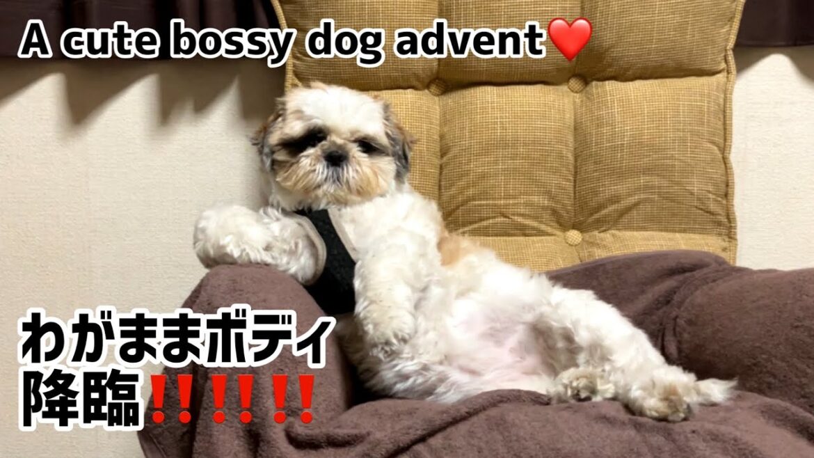 ビックシーズーのわがままボディ❤️（最後にリトルシーズーが出で、体格差が可愛いで見てね♪）