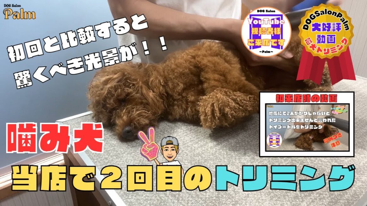 驚くべき光景が！！トイプードルのちくわちゃん当店で2回目の噛みつき犬トリミング