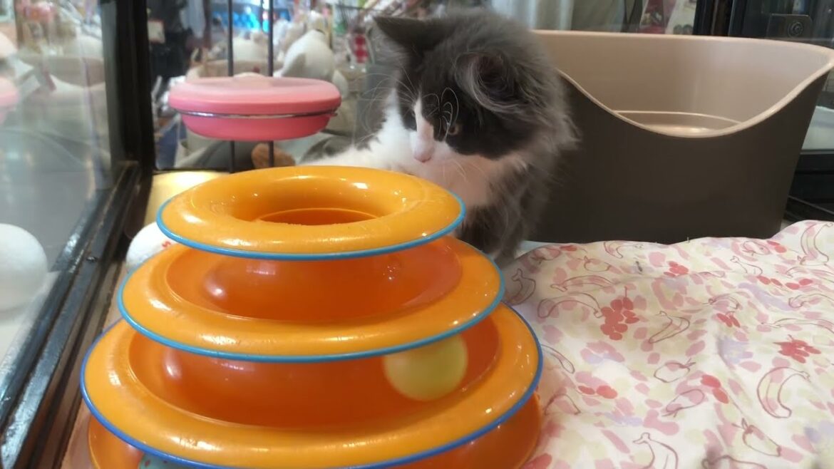 おもちゃに夢中♡ノルウェージャンフォレストキャットの子猫♡