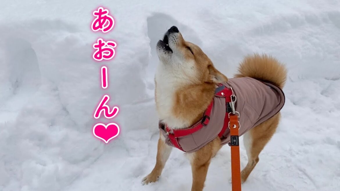 【音量注意】遠吠えがめちゃくちゃ可愛い柴犬