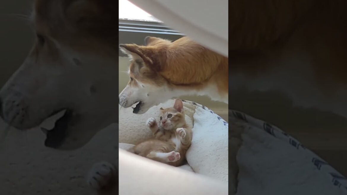 Cutest Basenji Jindo mix Gina playing with Manx kitten Neko