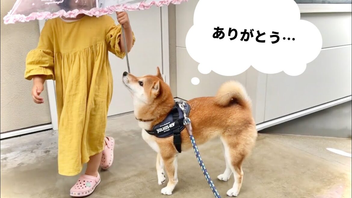 雨が苦手な柴犬に傘をさしてあげる優しい世界