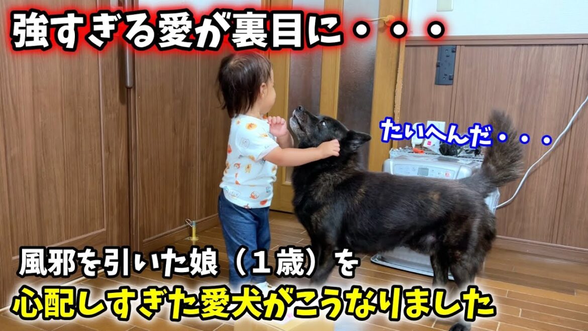 風邪を引いた娘を心配しすぎた愛犬がこうなりました【甲斐犬一休と猫のしずくと僕のチャンネル】