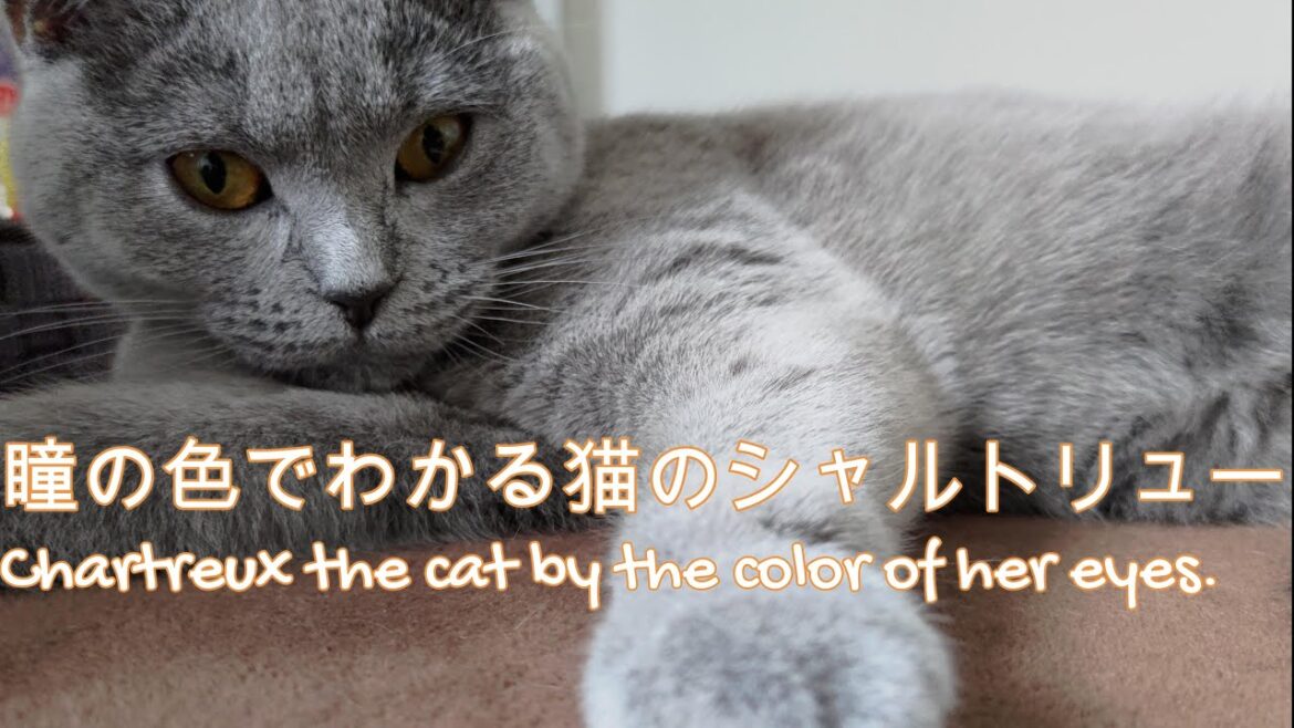 猫のシャルトリューの紹介