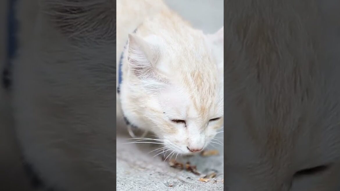 Raw Food for Cats: Is it Good or Bad?