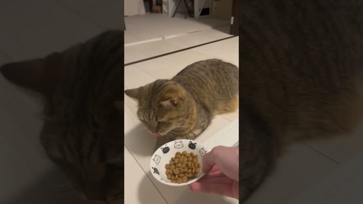 スフィンクスみたいな体勢でごはん食べる猫ｗｗ　#shorts