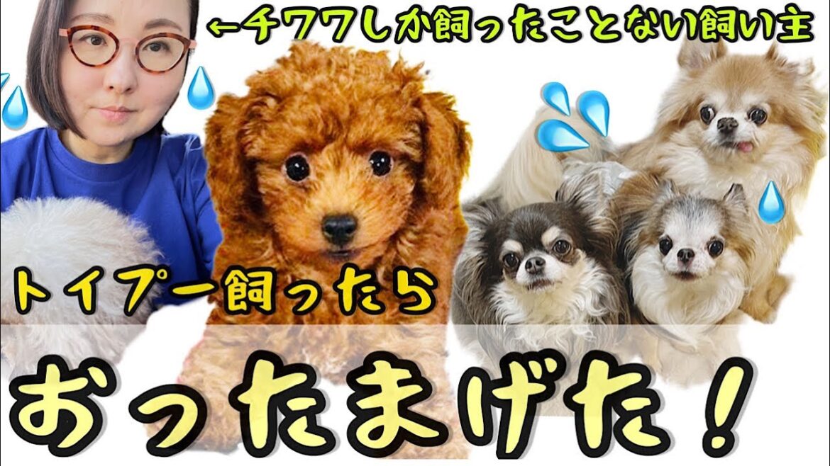 はじめてトイプードルを飼ったら驚きの連続でした！【３選】チワワの飼い主#トイプードル#toypoodle#トイプードル子犬