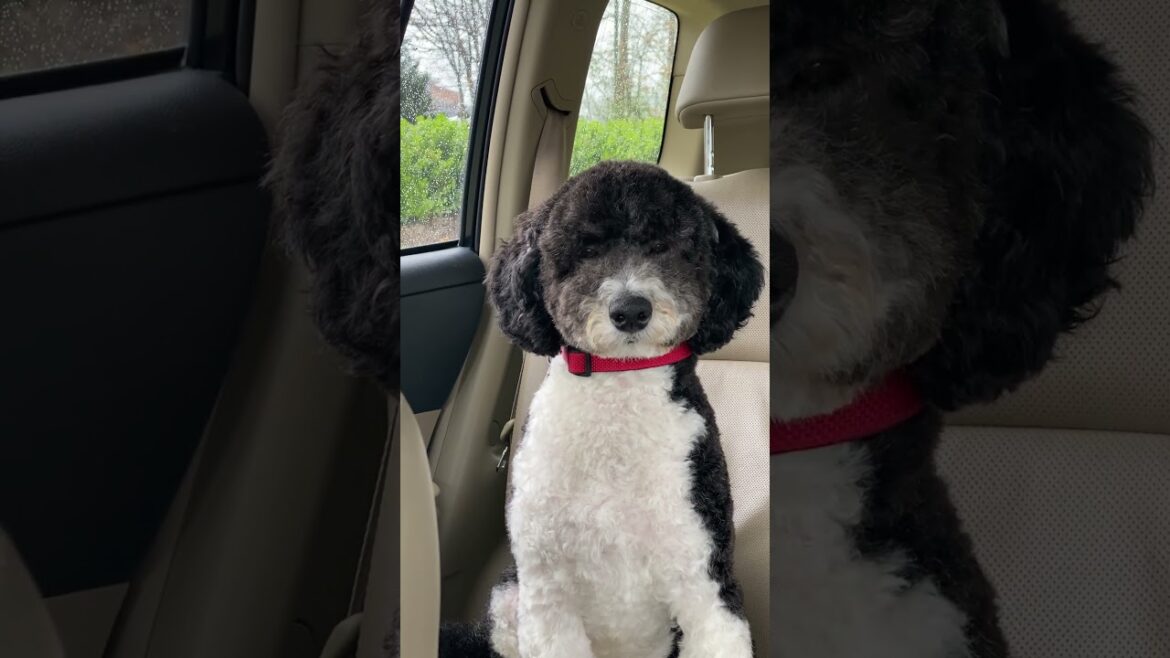 Dog tries to fight off sleep 🐶 #sleepy #funnydogs #adorable #sleepydog
