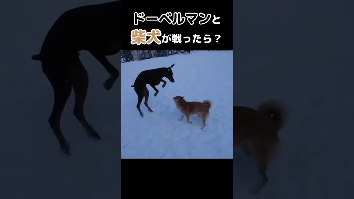 柴犬とドーベルマンがバトルしたら