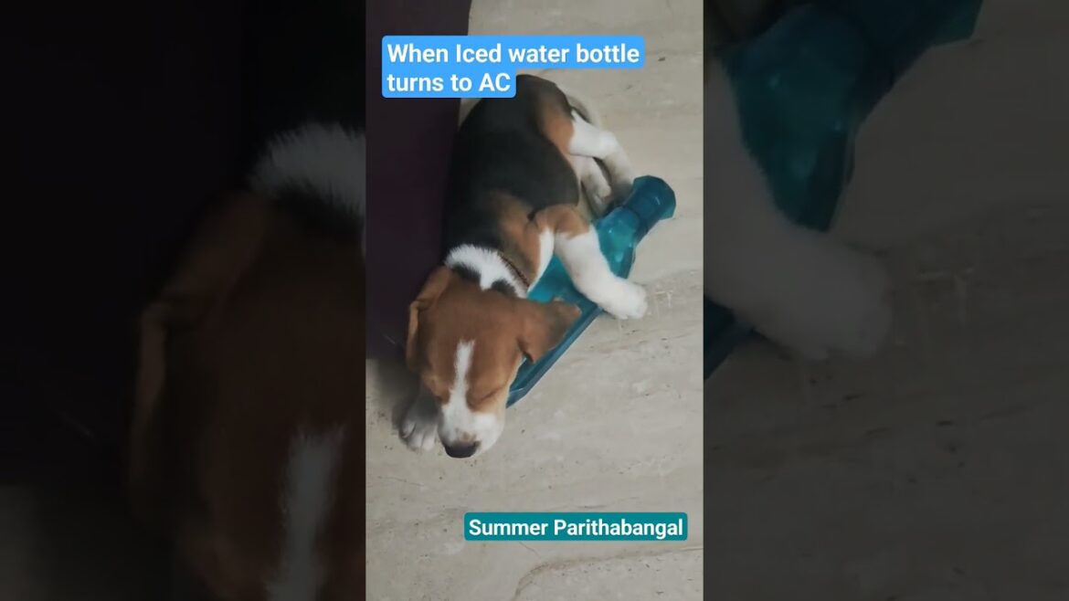 Leo Puppy’s Summer Sothanaigal  #beagle #beaglepuppy #shorts Leo Puppy's Summer Sothanaigal  #beagle #beaglepuppy #shorts