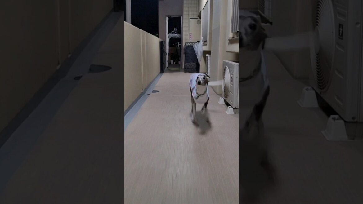 ブンブン丸🐶カワイイイッヌ♥️ウィペットのカイトちゃん🤗 Whippet Dog KAITO So Cute Uncle FUKUOKA🇯🇵