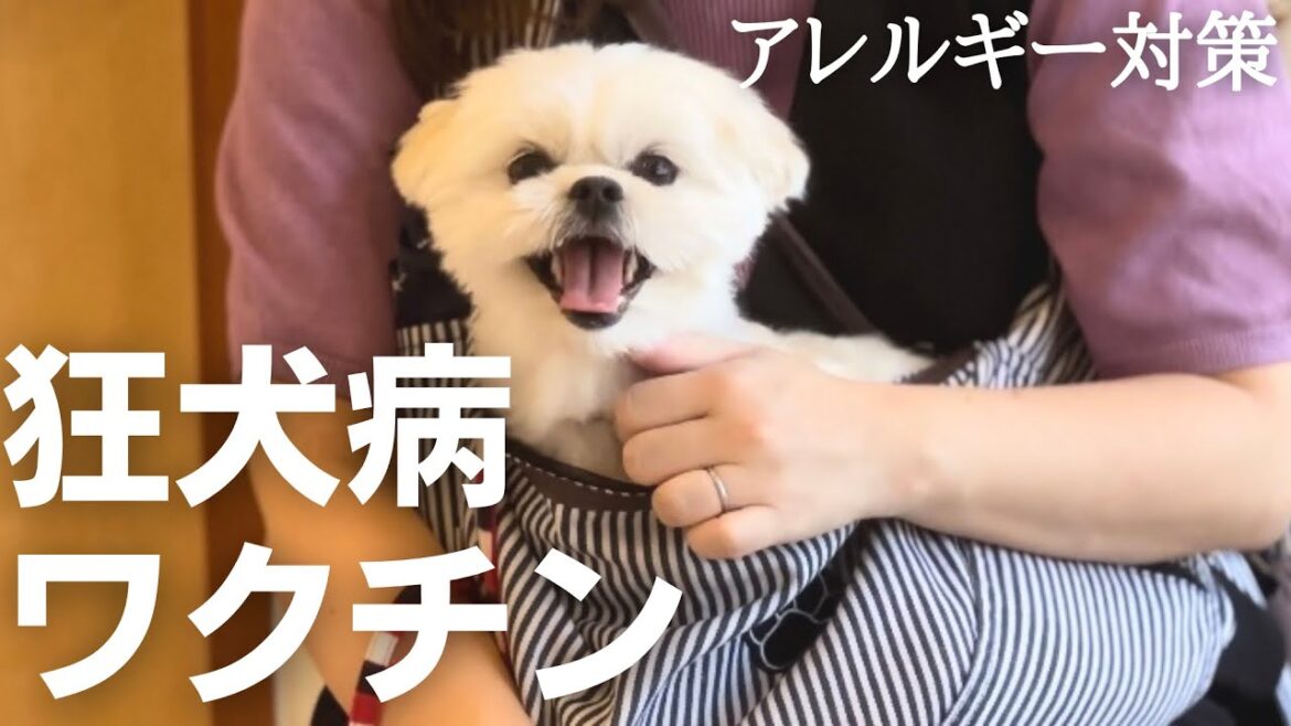 アレルギー対策して狂犬病ワクチンを打ってきたマルペキの犬 / マルチーズ×ペキニーズ