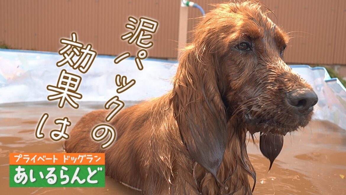 アイリッシュセッターの女子が『泥パック』で、あー大変！？