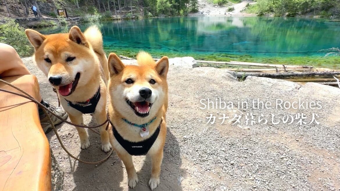 映える絶景の湖をバックに最高の笑顔を見せてくれる柴犬が可愛すぎる【4K】