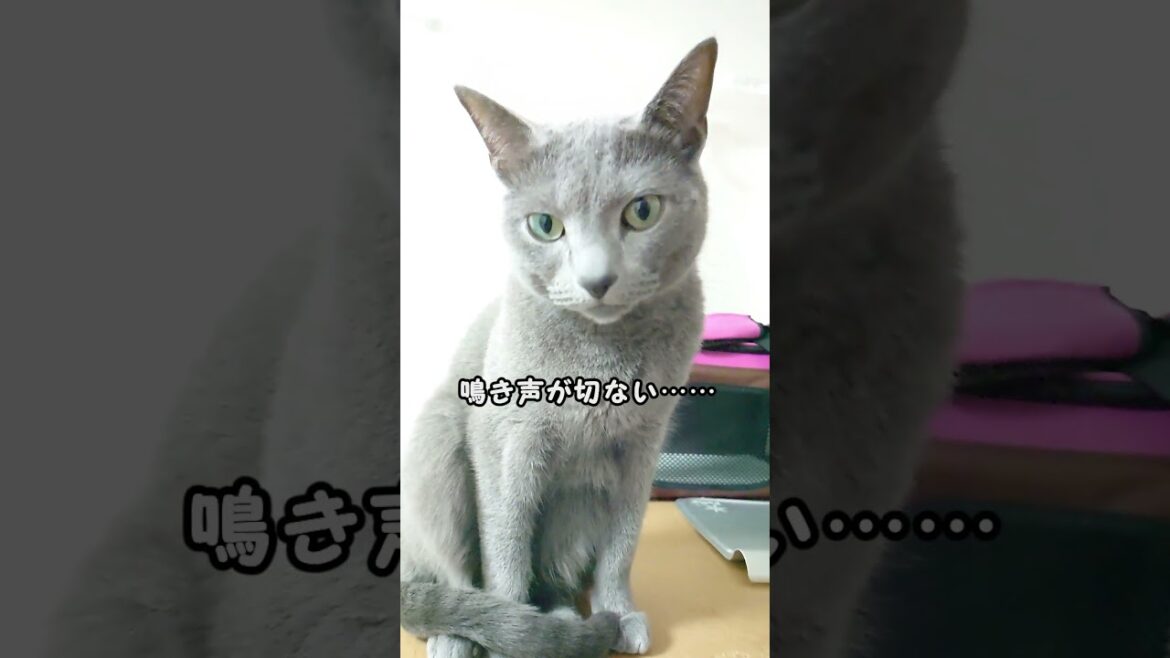 【猫動画】食事後にご飯アピールするロシアンブルー【russianblue】#shorts　Russian blue to appeal to rice after meals