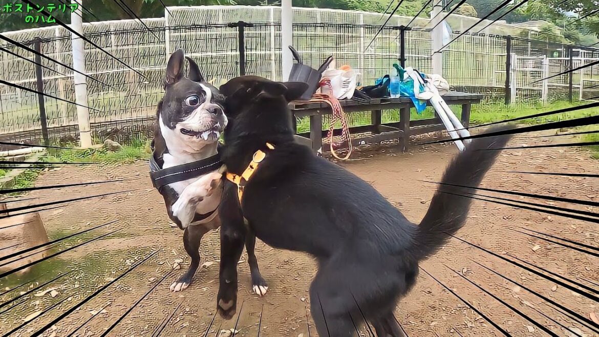 新しい家族、犬生初のドッグランへ行く