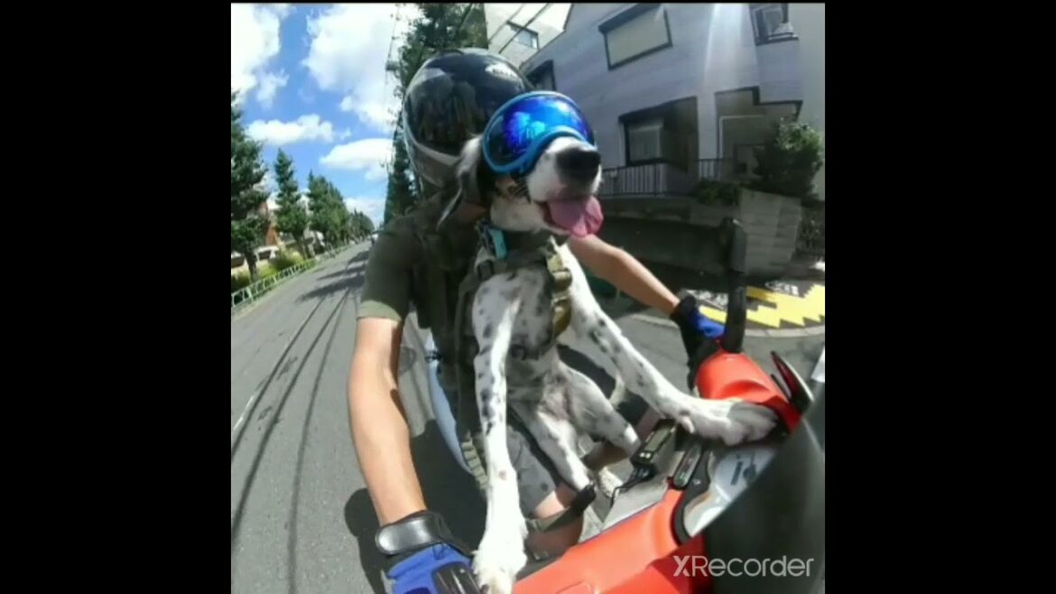 バイク犬　イングリッシュセッター　ロティー