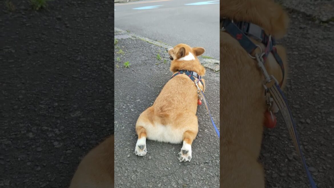 歩き疲れて休憩するコーギー #散歩 #短足  #ピクニックマーチ
