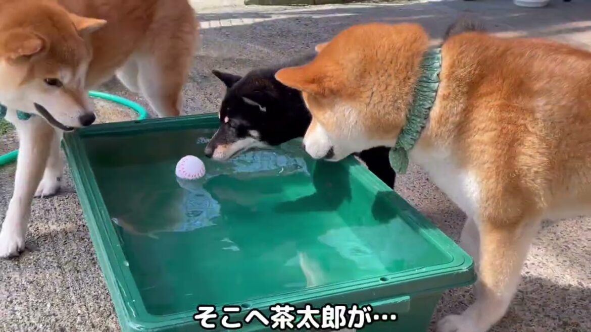 陽気な新入り子供犬参加の柴犬トリオの水遊びが期待通り楽しい！