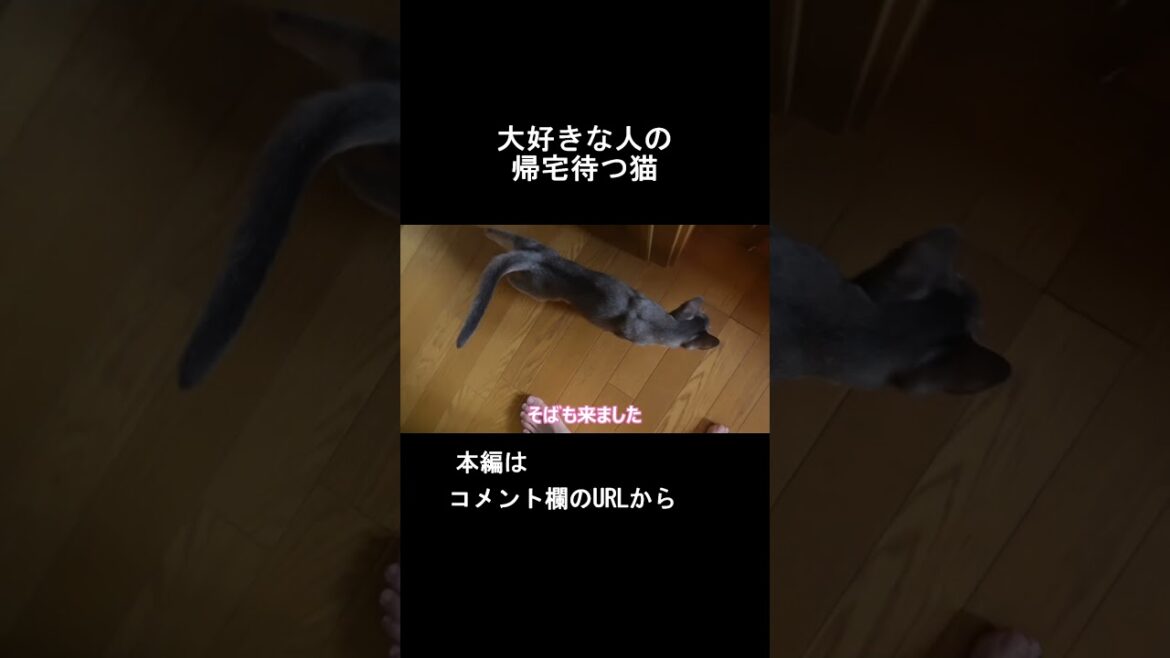 大好きな人を待つ #shorts【スコティッシュフォールド】【アビシニアン】 大好きな人を待つ #shorts【スコティッシュフォールド】【アビシニアン】