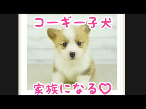 【コーギー子犬】コーギー赤ちゃん、子犬お迎えしました【コーギー犬】#Shorts 【コーギー子犬】コーギー赤ちゃん、子犬お迎えしました【コーギー犬】#Shorts