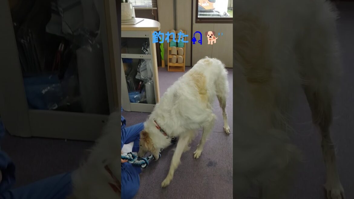 釣ったどぉ～ボルゾイ🐶👍😁　I caught a borzoi!