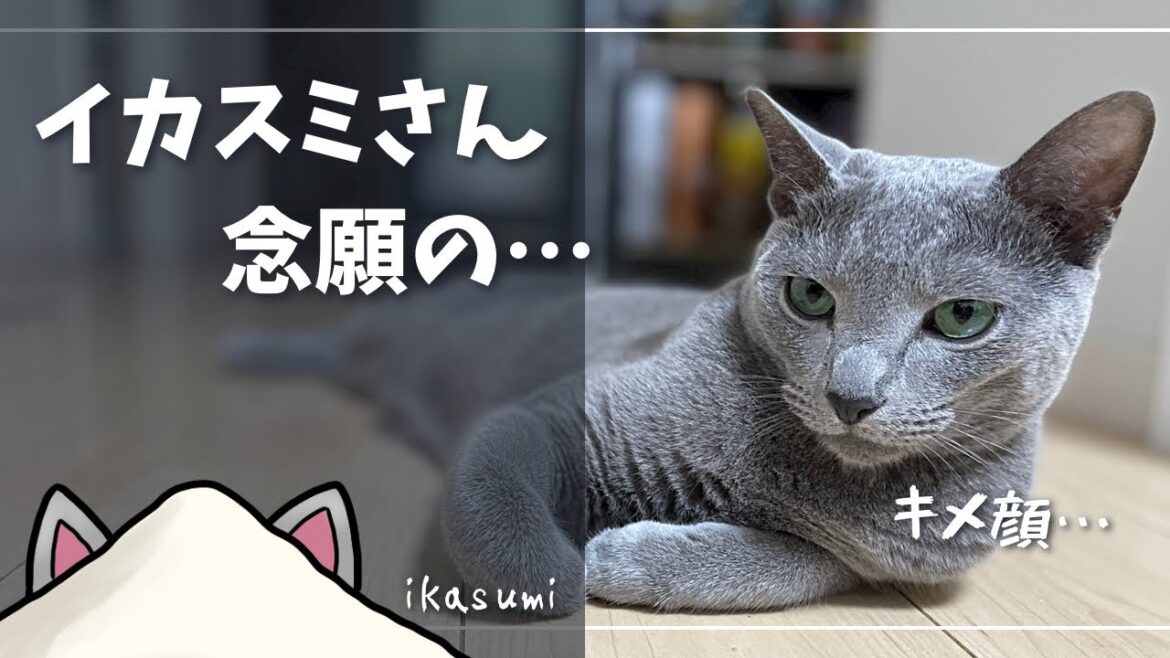 『キャラ化』を喜ぶかわいい猫【ロシアンブルー】 『キャラ化』を喜ぶかわいい猫【ロシアンブルー】