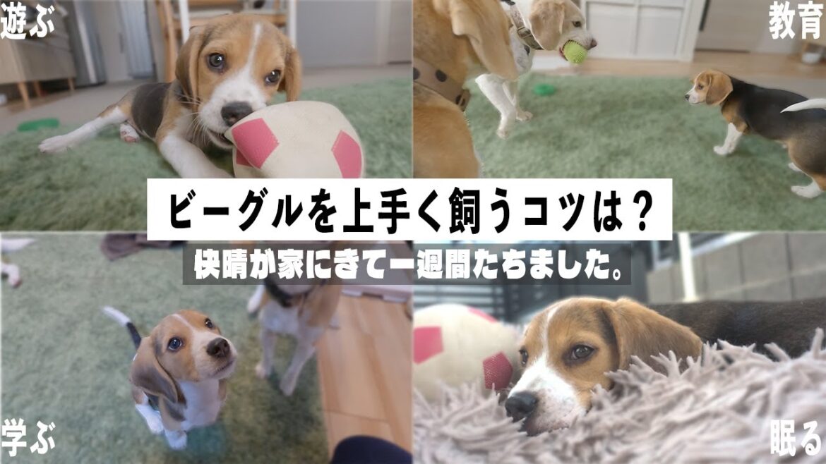 【ビーグル多頭飼い】ビーグルを上手く飼うコツは？快晴がウチにきて一週間。