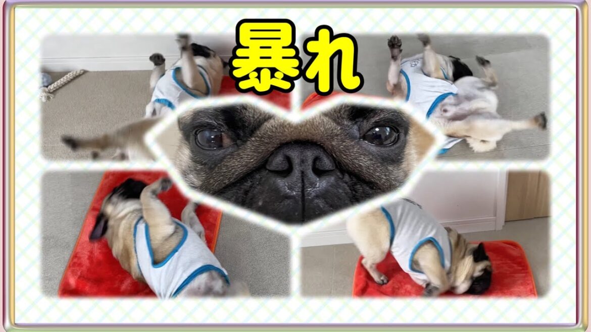 【これがパグ？】温厚なはずのパグが転がって走りまわる