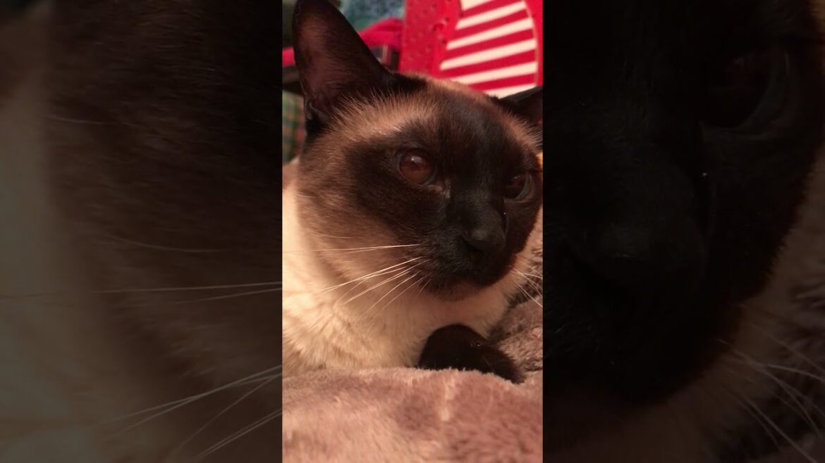 鼻水（？）が垂れちゃってるたぬき猫なのにゃ♪