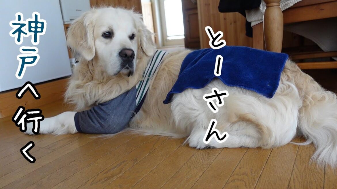 父さんがいない夜は寂しくて眠れないゴールデンレトリーバー