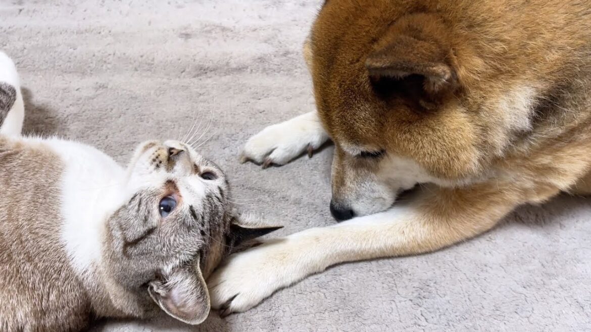 不器用な柴犬に遠慮なく急接近する猫たち