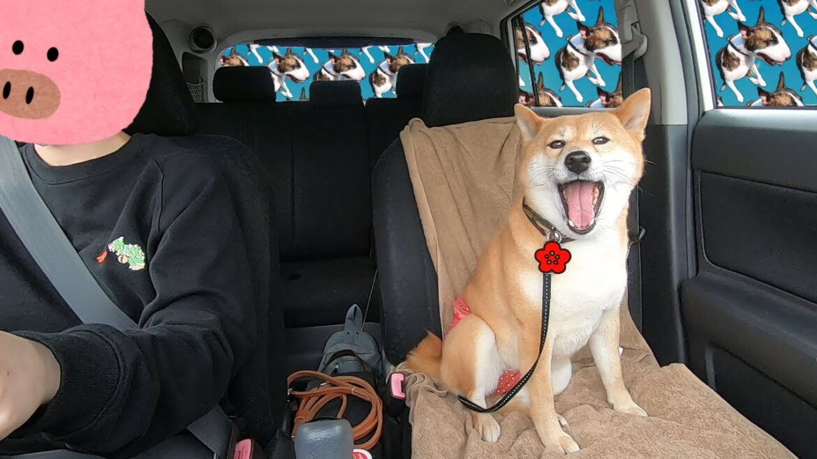 【柴犬】病院と私【ブルテリア】【動物病院part5】 【柴犬】病院と私【ブルテリア】【動物病院part5】