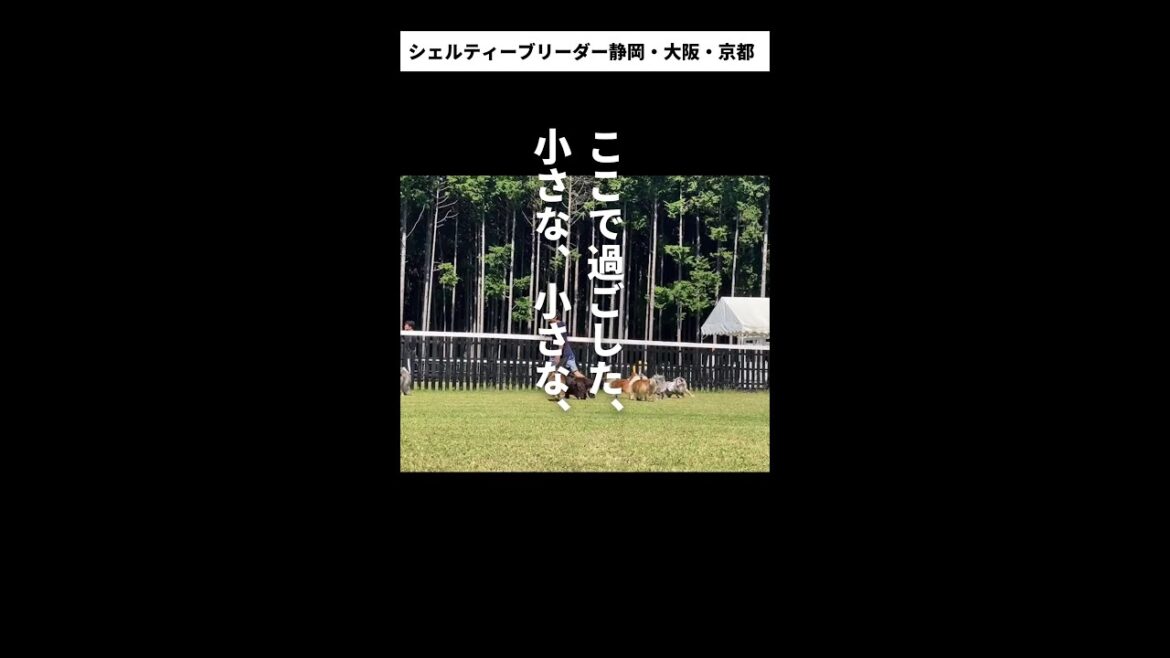 極小サイズのシェルティ家族募集中【シェットランド・シープドック/トイプードル前田奈緒ブリーダー】