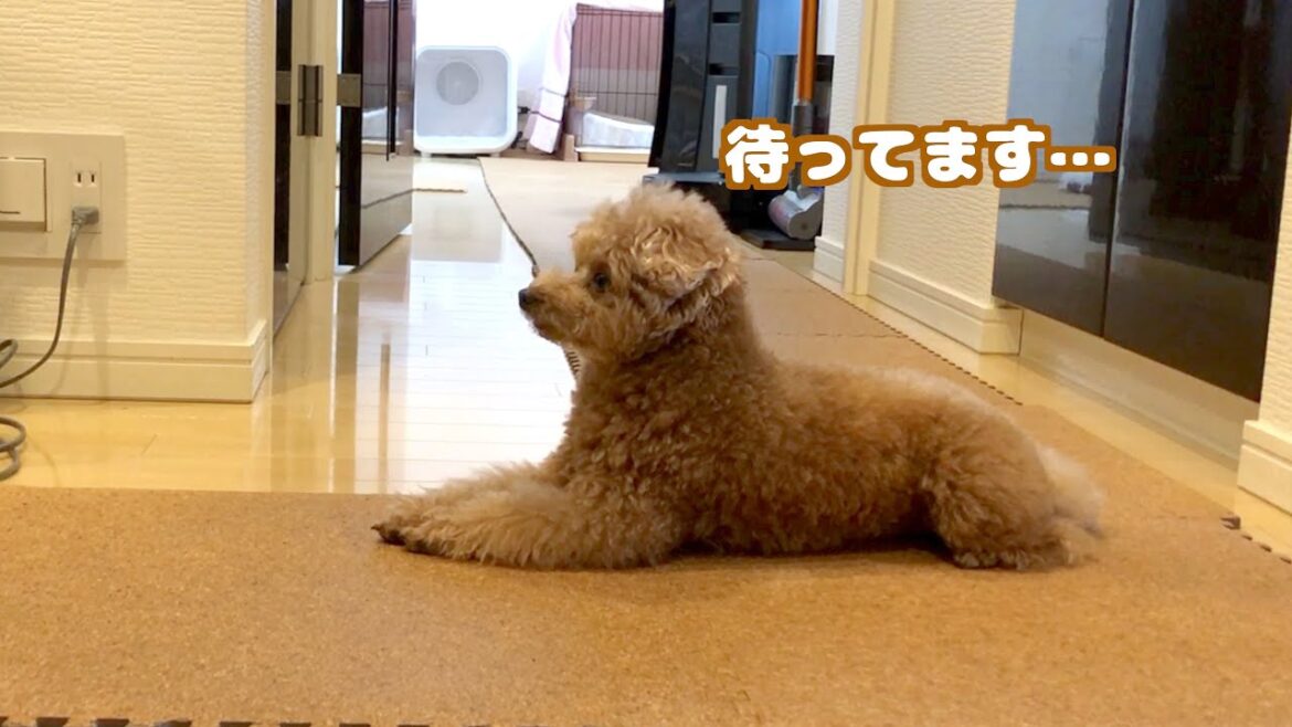 パパとママが出かけた後玄関で待機する兄犬にグッときた…涙