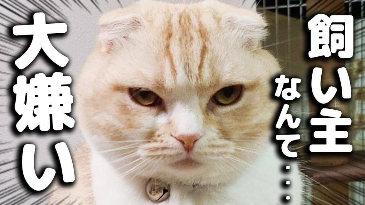 ついに飼い主が猫に嫌われてしまいました… ついに飼い主が猫に嫌われてしまいました...