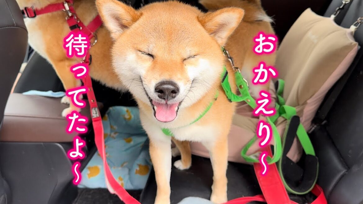 車のドアを開けた瞬間笑顔でお迎えしてくれる柴犬が可愛い