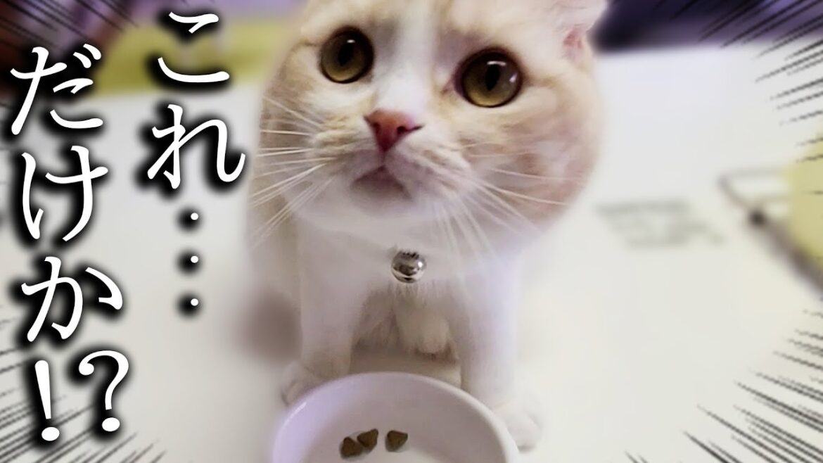 ご飯の量が3粒しかなかった時の猫と犬の反応がこちら ご飯の量が3粒しかなかった時の猫と犬の反応がこちら