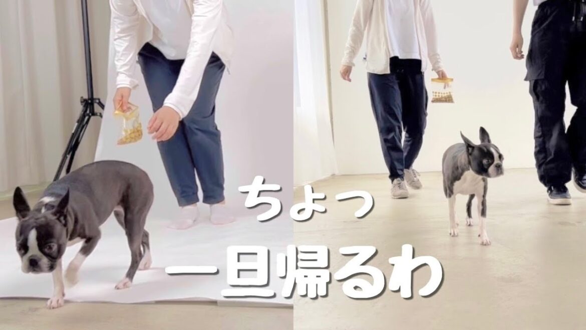エムドックスのペットモデル登録オーディションを受けてみた【ボストンテリア】 エムドックスのペットモデル登録オーディションを受けてみた【ボストンテリア】