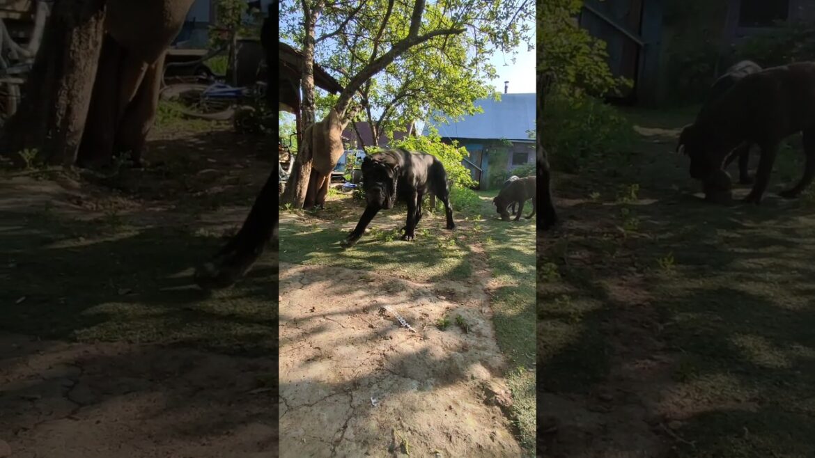 Неаполитанский мастиф Маля. /Neapolitan Mastiff Mala.#shorts