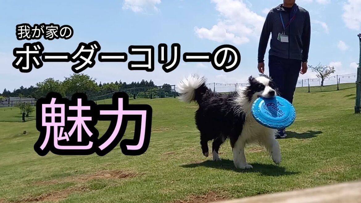 我が家のボーダーコリーの魅力